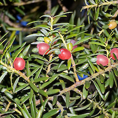 Trentham, Upper Hutt.<br>Photographer: Jeremy R. Rolfe, Date taken: 23/02/2006, Licence: <a target='_blank' href='https://creativecommons.org/licenses/by/4.0'>CC BY</a>. <a class='member-message' href='/nzpcn/why-join-nzpcn/' target='_blank'>Members can view a larger version of this image.</a>