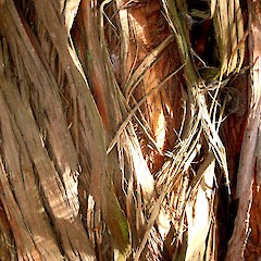 Podocarpus totara var. totara - bark.<br>Photographer: Peter J de Lange, Licence: <a target='_blank' href='https://creativecommons.org/licenses/by-nc/4.0'>CC BY-NC</a>.