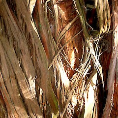 Podocarpus totara var. totara - bark.<br>Photographer: Peter J de Lange, Licence: <a target='_blank' href='https://creativecommons.org/licenses/by-nc/4.0'>CC BY-NC</a>. <a class='member-message' href='/nzpcn/why-join-nzpcn/' target='_blank'>Members can view a larger version of this image.</a>