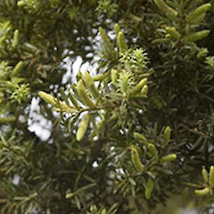 Bartons Bush, Trentham. Oct 2005.<br>Photographer: Jeremy R. Rolfe, Licence: <a target='_blank' href='https://creativecommons.org/licenses/by/4.0'>CC BY</a>.
