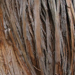 Podocarpus totara bark.<br>Photographer: John Barkla, Licence: <a target='_blank' href='https://creativecommons.org/licenses/by/4.0'>CC BY</a>.