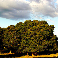Podocarpus totara var. totara at Pokemokemoke.<br>Photographer: Wayne Bennett, Licence: <a target='_blank' href='https://creativecommons.org/licenses/by-nc/4.0'>CC BY-NC</a>. <a class='member-message' href='/nzpcn/why-join-nzpcn/' target='_blank'>Members can view a larger version of this image.</a>