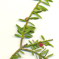 Seeds of Podocarpus totara var. totara.<br>Photographer: Wayne Bennett, Licence: <a target='_blank' href='https://creativecommons.org/licenses/by-nc/4.0'>CC BY-NC</a>. <a class='member-message' href='/nzpcn/why-join-nzpcn/' target='_blank'>Members can view a larger version of this image.</a>