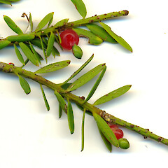 Seeds of Podocarpus totara var. totara.<br>Photographer: Wayne Bennett, Licence: <a target='_blank' href='https://creativecommons.org/licenses/by-nc/4.0'>CC BY-NC</a>. <a class='member-message' href='/nzpcn/why-join-nzpcn/' target='_blank'>Members can view a larger version of this image.</a>