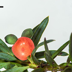 Fruit with two ovules. Upper Hutt (from material collected by Steve Bloxham).<br>Photographer: Jeremy R. Rolfe, Date taken: 13/02/2014, Licence: <a target='_blank' href='https://creativecommons.org/licenses/by/4.0'>CC BY</a>.