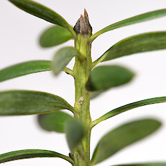 Leaf bud. Upper Hutt (from material collected by Steve Bloxham).<br>Photographer: Jeremy R. Rolfe, Date taken: 13/02/2014, Licence: <a target='_blank' href='https://creativecommons.org/licenses/by/4.0'>CC BY</a>. <a class='member-message' href='/nzpcn/why-join-nzpcn/' target='_blank'>Members can view a larger version of this image.</a>