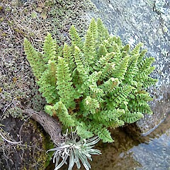 Mt Taranaki, January.<br>Photographer: John Smith-Dodsworth, Licence: <a target='_blank' href='https://creativecommons.org/licenses/by-nc/4.0'>CC BY-NC</a>. <a class='member-message' href='/nzpcn/why-join-nzpcn/' target='_blank'>Members can view a larger version of this image.</a>