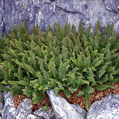 Polystichum cystostegia.<br>Photographer: John Barkla, Licence: <a target='_blank' href='https://creativecommons.org/licenses/by/4.0'>CC BY</a>. <a class='member-message' href='/nzpcn/why-join-nzpcn/' target='_blank'>Members can view a larger version of this image.</a>