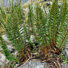 Gertrude Valley.<br>Photographer: John Barkla, Licence: <a target='_blank' href='https://creativecommons.org/licenses/by/4.0'>CC BY</a>. <a class='member-message' href='/nzpcn/why-join-nzpcn/' target='_blank'>Members can view a larger version of this image.</a>