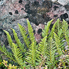 Mount Ruapehu.<br>Photographer: Jeremy R. Rolfe, Date taken: 09/02/2012, Licence: <a target='_blank' href='https://creativecommons.org/licenses/by/4.0'>CC BY</a>. <a class='member-message' href='/nzpcn/why-join-nzpcn/' target='_blank'>Members can view a larger version of this image.</a>