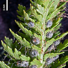 Sori. Mount Ruapehu.<br>Photographer: Jeremy R. Rolfe, Date taken: 09/02/2012, Licence: <a target='_blank' href='https://creativecommons.org/licenses/by/4.0'>CC BY</a>. <a class='member-message' href='/nzpcn/why-join-nzpcn/' target='_blank'>Members can view a larger version of this image.</a>