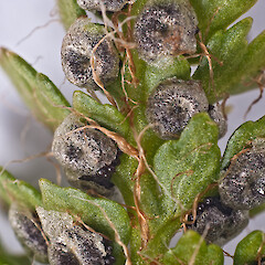 Sori. Mount Ruapehu.<br>Photographer: Jeremy R. Rolfe, Date taken: 09/02/2012, Licence: <a target='_blank' href='https://creativecommons.org/licenses/by/4.0'>CC BY</a>. <a class='member-message' href='/nzpcn/why-join-nzpcn/' target='_blank'>Members can view a larger version of this image.</a>