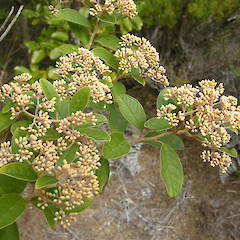 Te Paki forest, Northland.<br>Photographer: John Sawyer, Date taken: 01/08/2010, Licence: <a target='_blank' href='https://creativecommons.org/licenses/by-nc/4.0'>CC BY-NC</a>.