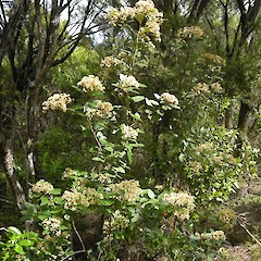 Te Paki forest, Northland.<br>Photographer: John Sawyer, Date taken: 01/08/2010, Licence: <a target='_blank' href='https://creativecommons.org/licenses/by-nc/4.0'>CC BY-NC</a>.