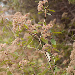 Pomaderris kumeraho.<br>Photographer: Mike Thorsen, Licence: All rights reserved.