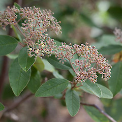 Pomaderris kumeraho.<br>Photographer: Mike Thorsen, Licence: All rights reserved.