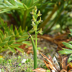 Prasophyllum colensoi