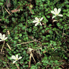 Bush on bank of Delvin”s track.<br>Photographer: Peter J de Lange, Licence: <a target='_blank' href='https://creativecommons.org/licenses/by-nc/4.0'>CC BY-NC</a>.