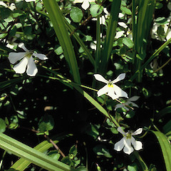 Lobelia angulata.<br>Photographer: Peter J de Lange, Licence: <a target='_blank' href='https://creativecommons.org/licenses/by-nc/4.0'>CC BY-NC</a>.