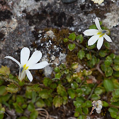 Lobelia angulata.<br>Photographer: Mike Thorsen, Licence: All rights reserved.
