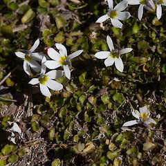 Lobelia angulata.<br>Photographer: Mike Thorsen, Licence: All rights reserved.