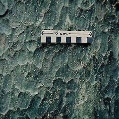 Photo of tree bark.<br>Photographer: Department of Conservation, Licence: Public domain.