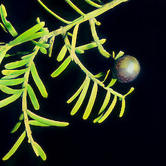 Whirinaki, May.<br>Photographer: John Smith-Dodsworth, Licence: <a target='_blank' href='https://creativecommons.org/licenses/by-nc/4.0'>CC BY-NC</a>. <a class='member-message' href='/nzpcn/why-join-nzpcn/' target='_blank'>Members can view a larger version of this image.</a>