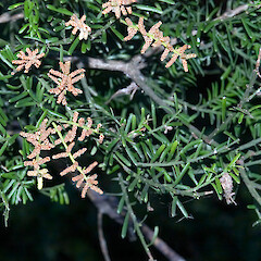 Upper Hutt.<br>Photographer: Jeremy R. Rolfe, Date taken: 09/11/2005, Licence: <a target='_blank' href='https://creativecommons.org/licenses/by/4.0'>CC BY</a>. <a class='member-message' href='/nzpcn/why-join-nzpcn/' target='_blank'>Members can view a larger version of this image.</a>