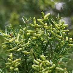 Cones of Prumnopitys taxifolia (male).<br>Photographer: Wayne Bennett, Licence: <a target='_blank' href='https://creativecommons.org/licenses/by-nc/4.0'>CC BY-NC</a>.