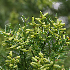 Cones of Prumnopitys taxifolia (male).<br>Photographer: Wayne Bennett, Licence: <a target='_blank' href='https://creativecommons.org/licenses/by-nc/4.0'>CC BY-NC</a>. <a class='member-message' href='/nzpcn/why-join-nzpcn/' target='_blank'>Members can view a larger version of this image.</a>