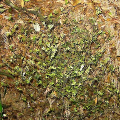 Seedlings of Prumnopitys taxifolia.<br>Photographer: Wayne Bennett, Licence: <a target='_blank' href='https://creativecommons.org/licenses/by-nc/4.0'>CC BY-NC</a>. <a class='member-message' href='/nzpcn/why-join-nzpcn/' target='_blank'>Members can view a larger version of this image.</a>