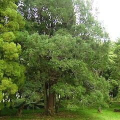 Prumnopitys taxifolia (Matai) at Kaniwhaniwha.<br>Photographer: Wayne Bennett, Licence: <a target='_blank' href='https://creativecommons.org/licenses/by-nc/4.0'>CC BY-NC</a>. <a class='member-message' href='/nzpcn/why-join-nzpcn/' target='_blank'>Members can view a larger version of this image.</a>