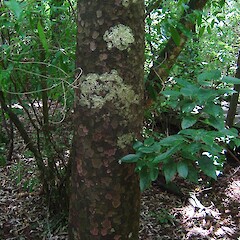 Trunk of Prumnopitys taxifolia.<br>Photographer: Wayne Bennett, Licence: <a target='_blank' href='https://creativecommons.org/licenses/by-nc/4.0'>CC BY-NC</a>. <a class='member-message' href='/nzpcn/why-join-nzpcn/' target='_blank'>Members can view a larger version of this image.</a>