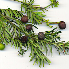 Fruit of Prumnopitys taxifolia.<br>Photographer: Wayne Bennett, Licence: <a target='_blank' href='https://creativecommons.org/licenses/by-nc/4.0'>CC BY-NC</a>. <a class='member-message' href='/nzpcn/why-join-nzpcn/' target='_blank'>Members can view a larger version of this image.</a>