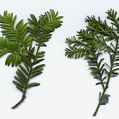 Prumnopitys taxifolia (right) and P. ferruginea (left).<br>Photographer: John Barkla, Licence: <a target='_blank' href='https://creativecommons.org/licenses/by/4.0'>CC BY</a>. <a class='member-message' href='/nzpcn/why-join-nzpcn/' target='_blank'>Members can view a larger version of this image.</a>