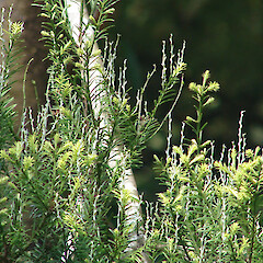 Matai with female cones.<br>Photographer: Bill Clarkson, Licence: <a target='_blank' href='https://creativecommons.org/licenses/by-nc/4.0'>CC BY-NC</a>. <a class='member-message' href='/nzpcn/why-join-nzpcn/' target='_blank'>Members can view a larger version of this image.</a>