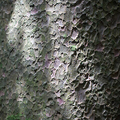 Prumnopitys taxifolia.<br>Photographer: Mike Thorsen, Licence: All rights reserved. <a class='member-message' href='/nzpcn/why-join-nzpcn/' target='_blank'>Members can view a larger version of this image.</a>