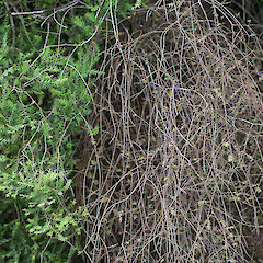 Prumnopitys taxifolia.<br>Photographer: Mike Thorsen, Licence: All rights reserved. <a class='member-message' href='/nzpcn/why-join-nzpcn/' target='_blank'>Members can view a larger version of this image.</a>