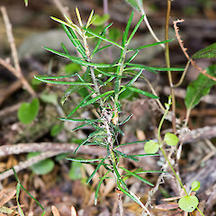Seedling. Kowhai Bush, Wairarapa.<br>Photographer: Jeremy R. Rolfe, Date taken: 26/02/2014, Licence: <a target='_blank' href='https://creativecommons.org/licenses/by/4.0'>CC BY</a>. <a class='member-message' href='/nzpcn/why-join-nzpcn/' target='_blank'>Members can view a larger version of this image.</a>