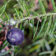 Kowhai Bush, Wairarapa.<br>Photographer: Jeremy R. Rolfe, Date taken: 26/02/2014, Licence: <a target='_blank' href='https://creativecommons.org/licenses/by/4.0'>CC BY</a>.