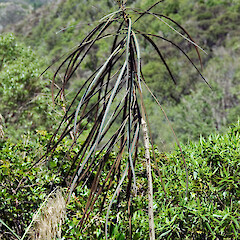 Remutaka Rail Trail.<br>Photographer: Jeremy R. Rolfe, Date taken: 02/12/2006, Licence: <a target='_blank' href='https://creativecommons.org/licenses/by/4.0'>CC BY</a>. <a class='member-message' href='/nzpcn/why-join-nzpcn/' target='_blank'>Members can view a larger version of this image.</a>