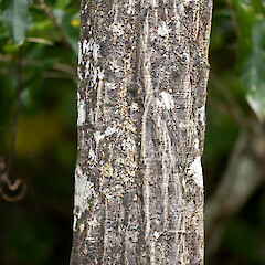 Trunk. Kaitoke Regional Park.<br>Photographer: Jeremy R. Rolfe, Date taken: 01/09/2007, Licence: <a target='_blank' href='https://creativecommons.org/licenses/by/4.0'>CC BY</a>. <a class='member-message' href='/nzpcn/why-join-nzpcn/' target='_blank'>Members can view a larger version of this image.</a>