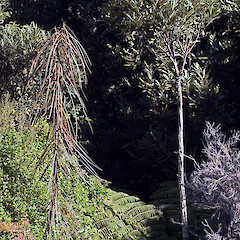 Juvenile (left) and adult. Waikanae.<br>Photographer: Jeremy R. Rolfe, Date taken: 01/06/2006, Licence: <a target='_blank' href='https://creativecommons.org/licenses/by/4.0'>CC BY</a>. <a class='member-message' href='/nzpcn/why-join-nzpcn/' target='_blank'>Members can view a larger version of this image.</a>