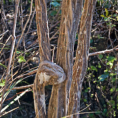 Sapling trunks. Aorangi Forest Park.<br>Photographer: Jeremy R. Rolfe, Date taken: 08/09/2007, Licence: <a target='_blank' href='https://creativecommons.org/licenses/by/4.0'>CC BY</a>. <a class='member-message' href='/nzpcn/why-join-nzpcn/' target='_blank'>Members can view a larger version of this image.</a>