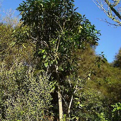Pseudopanax crassifolius.<br>Photographer: Wayne Bennett, Licence: <a target='_blank' href='https://creativecommons.org/licenses/by-nc/4.0'>CC BY-NC</a>. <a class='member-message' href='/nzpcn/why-join-nzpcn/' target='_blank'>Members can view a larger version of this image.</a>