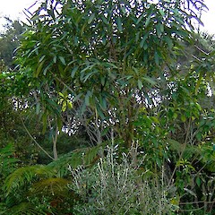 Pseudopanax crassifolius (adult).<br>Photographer: Wayne Bennett, Licence: <a target='_blank' href='https://creativecommons.org/licenses/by-nc/4.0'>CC BY-NC</a>. <a class='member-message' href='/nzpcn/why-join-nzpcn/' target='_blank'>Members can view a larger version of this image.</a>