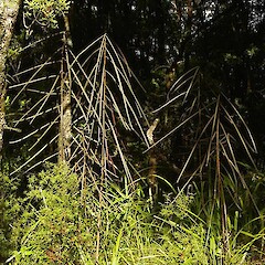 Pseudopanax crassifolius (juvenile).<br>Photographer: Wayne Bennett, Licence: <a target='_blank' href='https://creativecommons.org/licenses/by-nc/4.0'>CC BY-NC</a>. <a class='member-message' href='/nzpcn/why-join-nzpcn/' target='_blank'>Members can view a larger version of this image.</a>