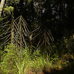 Pseudopanax crassifolius (juvenile).<br>Photographer: Wayne Bennett, Licence: <a target='_blank' href='https://creativecommons.org/licenses/by-nc/4.0'>CC BY-NC</a>. <a class='member-message' href='/nzpcn/why-join-nzpcn/' target='_blank'>Members can view a larger version of this image.</a>