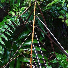 Pseudopanax crassifolius (juvenile).<br>Photographer: Wayne Bennett, Licence: <a target='_blank' href='https://creativecommons.org/licenses/by-nc/4.0'>CC BY-NC</a>. <a class='member-message' href='/nzpcn/why-join-nzpcn/' target='_blank'>Members can view a larger version of this image.</a>