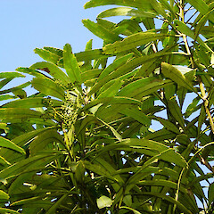 Leaves and seeds of Pseudopanax crassifolius.<br>Photographer: Wayne Bennett, Licence: <a target='_blank' href='https://creativecommons.org/licenses/by-nc/4.0'>CC BY-NC</a>. <a class='member-message' href='/nzpcn/why-join-nzpcn/' target='_blank'>Members can view a larger version of this image.</a>